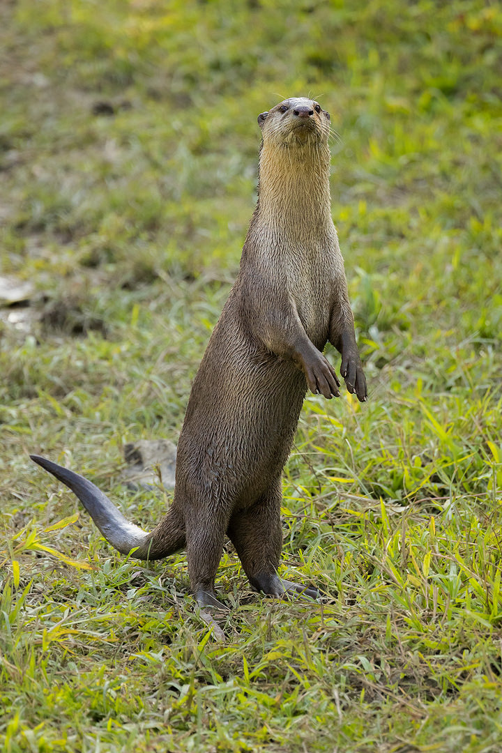 An Indian Smooth-Coated Otter stands inquisitively on its powerful webbed back legs to give us a good look. Kaziranga National Park, Assam, India.