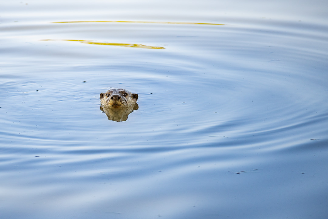 An Indian Smooth-Coated Otter pokes its head out of the water to give us a good look. Kaziranga National Park, Assam, India.