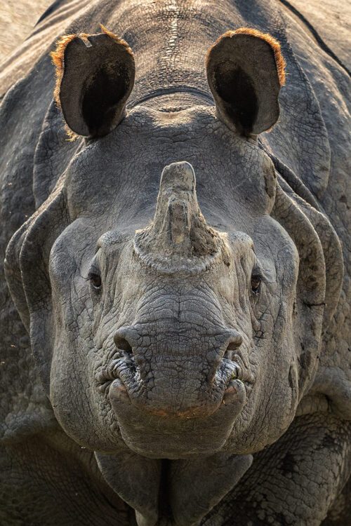 Rhino Portrait. Head on portrait of a Greater one-horned rhinoceros (Rhinoceros unicornis), Kaziranga National Park, Assam, India