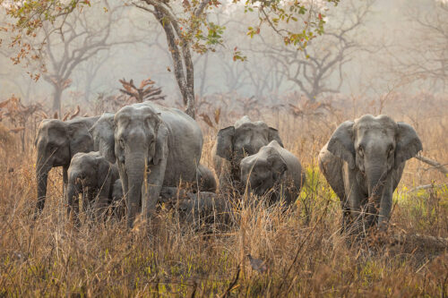 An Elephant Herd looks cautiously towards our jeep in Manas National Park, Assam, India.