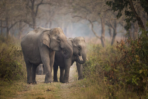 Two young elephants feeding on a forest track in Manas National Park, Assam, India, 