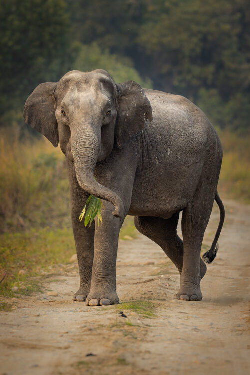 Angry Elephant, Manas. A young Asian Elephant waves a bamboo branch angrily at our jeep after charging us in Manas National Park, Assam, India.
