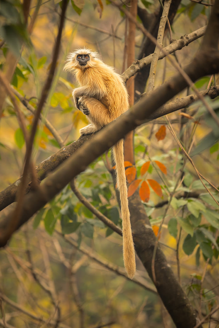 Gee's golden langur, Assam, India. Portrait of a beautiful golden langur sitting in a rubber tree. Assam, India.