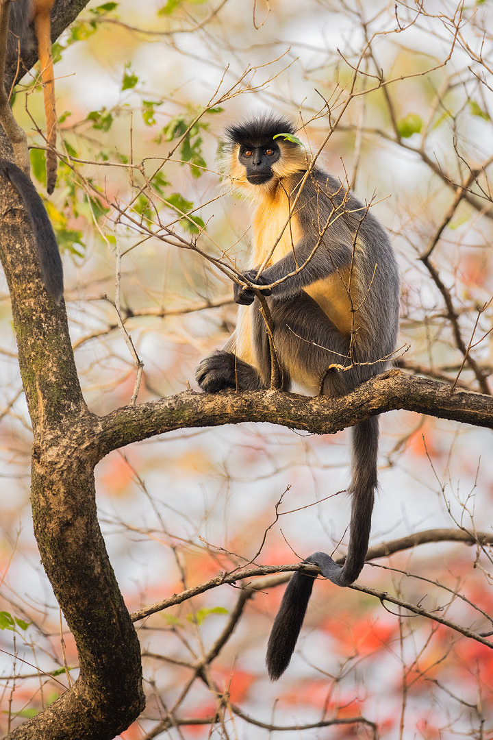 A striking capped langur looking down at me from a flowering flame of the forest tree. Kaziranga National Park, Assam, India.