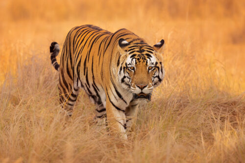 A powerful male tiger known as Junior Bajrang walking through the long grass in Kanha Meadows in beautiful morning light. Kanha National Park, Madhya Pradesh, India. There is nothing 'junior' about this massive tiger. Bajrang actually roughly translates to 'having a steel frame, very strong and sturdy'. It's always a huge adrenaline rush being so close to such a powerful predator in the wild.