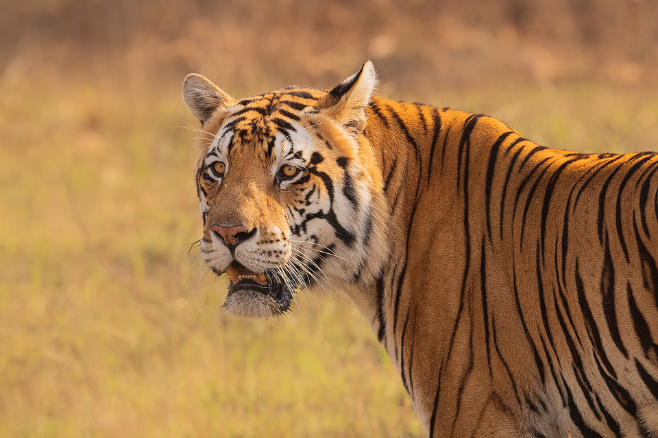 Kanha National Park - Tiger Safaris with Authentic India Tours