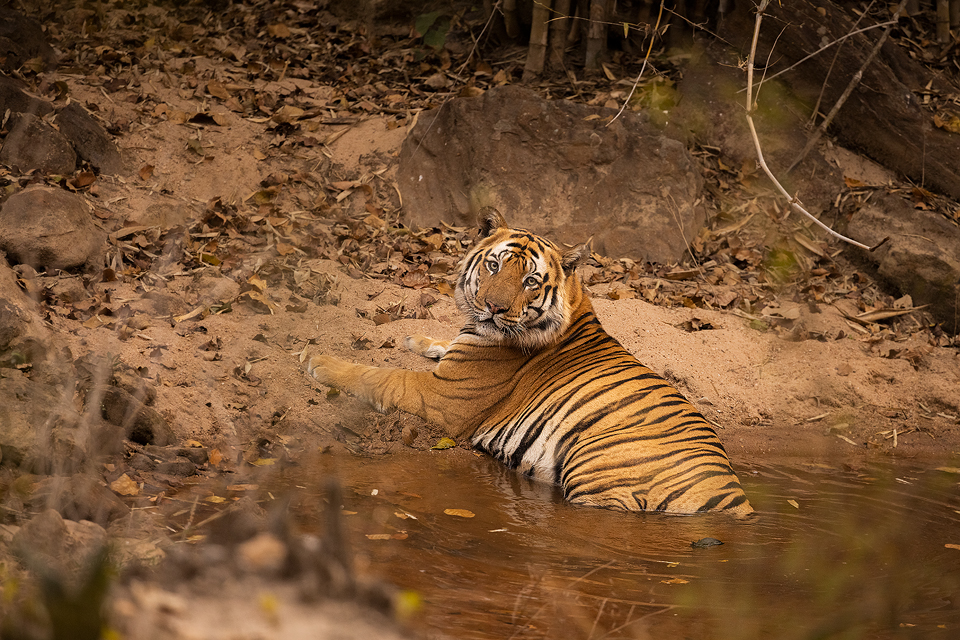 Bathing Tiger, Bandhavgarh National Park. A powerful male tiger escaping the searing heat by bathing in a secluded jungle pool. Bandhavgarh National Park, Madhya Pradesh, India.