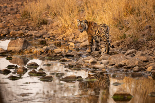 Tiger cub reflection, Ranthambore National Park. A bengal tiger cub pauses to look back towards our jeep on a rocky river bed. Ranthambore National Park, Rajasthan, India.