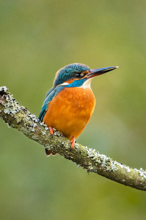 Sheffield Kingfisher. A beautiful male kingfisher perched on a Lichen Covered Branch in a local Sheffield park. UK.