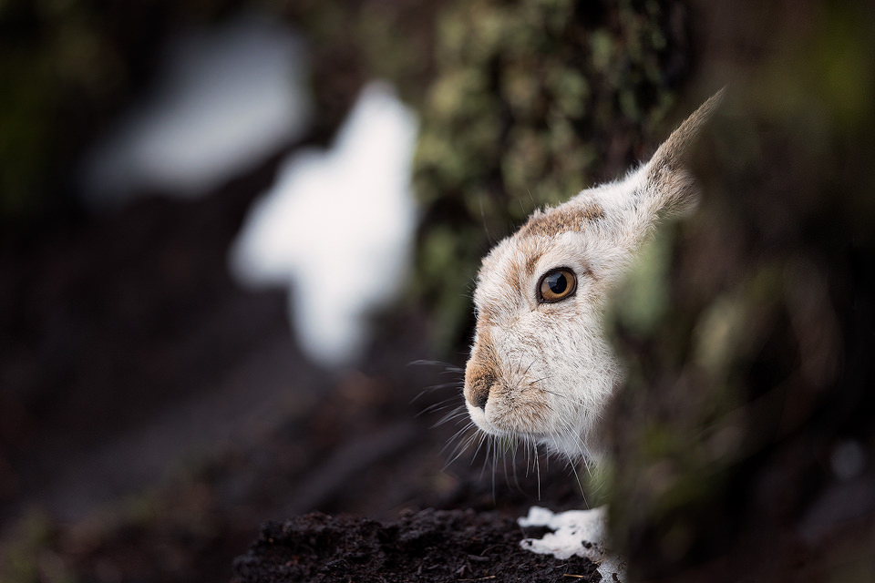 Peeking Mountain Hare. A mountain hare peering around the peat grough. Derbyshire, Peak District National Park.