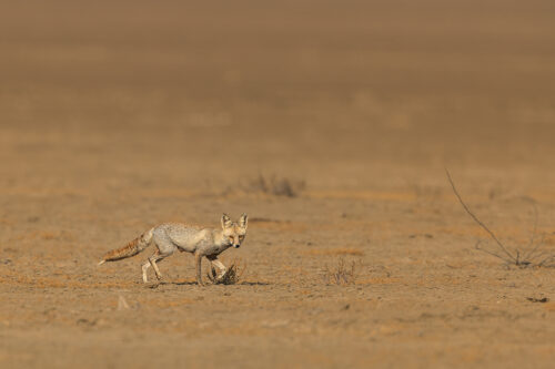 Indian Desert Fox in saline desert plains environment. Little Rann of Kutch Wildlife Sanctuary, Gujarat, India.