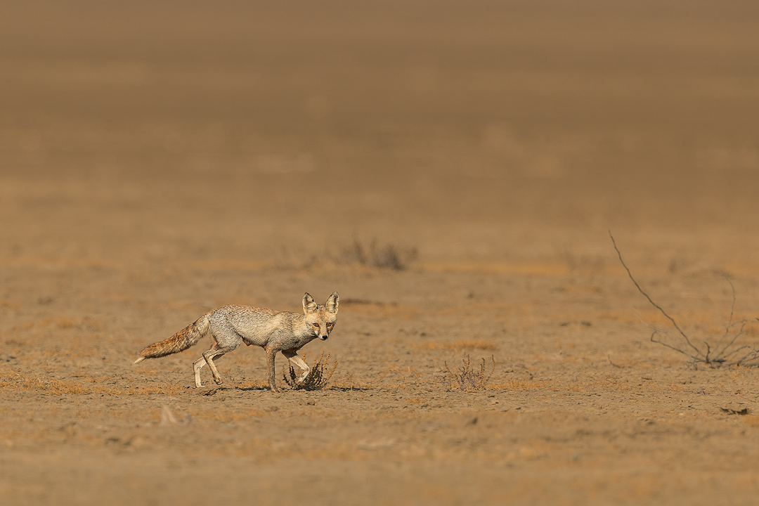 Indian Desert Fox in saline desert plains environment. Little Rann of Kutch Wildlife Sanctuary, Gujarat, India.