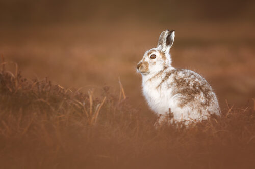 Peak District Mountain Hare portrait. Here I used the low vegetation in front of me to frame the hare, contrasting the cold whites of the hare’s fur and the warm browns of the heather. Derbyshire, Peak District National Park.