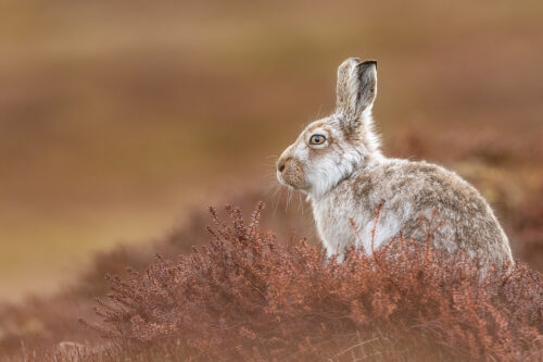 Moulting Mountain Hare. A mountain hare moulting our of its white winter coat to summer bowns. Derbyshire, Peak District National Park.