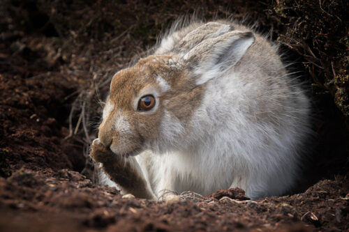Grooming Mountain Hare. Mountain hare cleaning in between the toes of its large hairy feet. It’s always a pleasure spending a couple of hours just sitting with a hare, building trust and watching as they stretch and groom just a few feet away. Derbyshire, Peak District National Park.