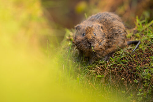 Feeding Water Vole. A young Water Vole (Arvicola amphibius) feeding on fresh grass shoots around an upland stream. South Yorkshire, Peak District National Park. 