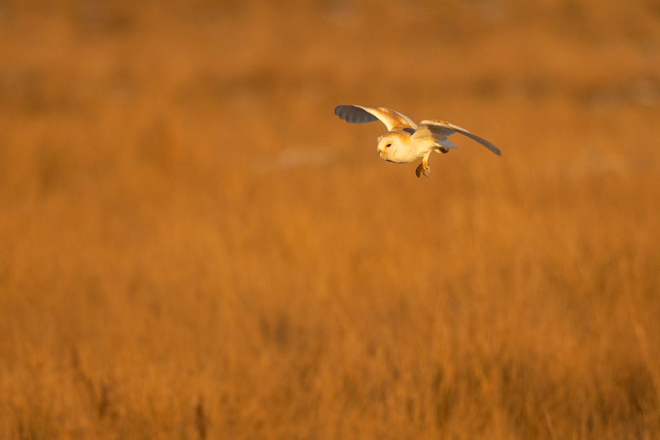 Winter Barn Owl. An adult barn owl in flight illuminated by late afternoon sunshine with a vole gripped in its sharp talons. Derbyshire, Peak District National Park, UK.  