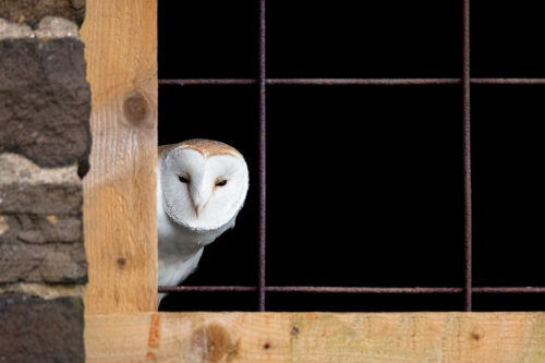 Behind Bars - Barn Owl. An adult barn owl peering at me from the barn window. Derbyshire, Peak District National Park, UK.  
