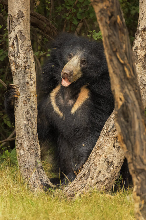 Playful Sloth Bear Cub. Sub Adult sloth bear sitting in between two tree trunks, showing extended lip and powerful claws. Karnataka, India.