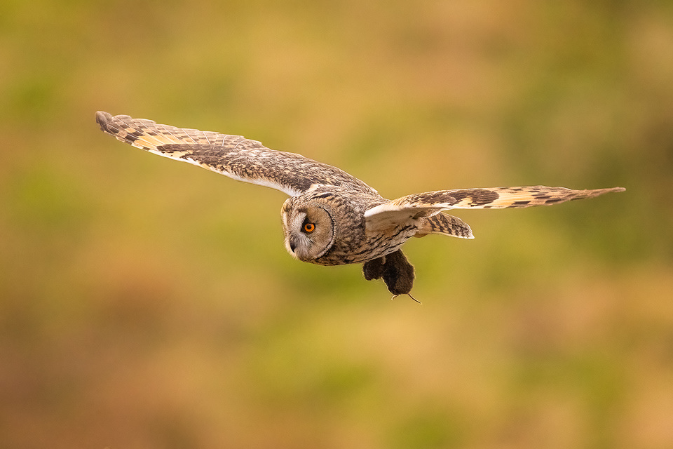 Long-eared owl with prey. An adult Long-eared owl flying back to the nest with a freshly caught vole. Derbyshire, Peak District National Park.