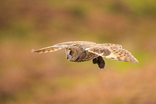 Long-eared owl with prey II