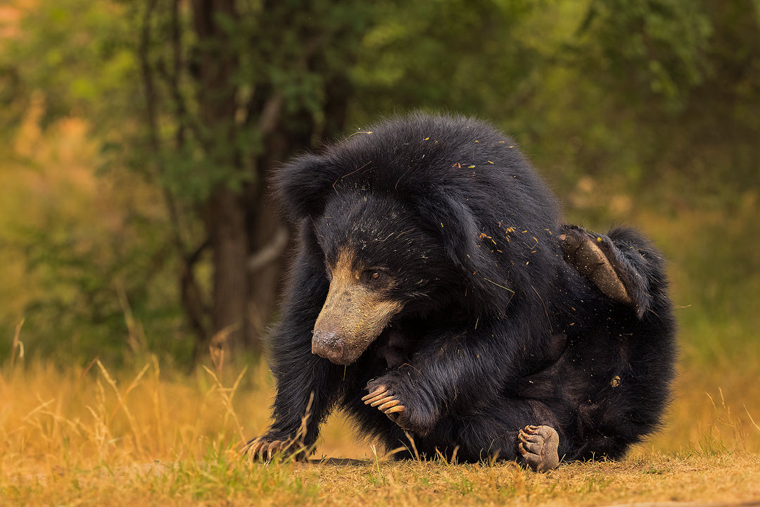 Scratching Sloth bear. An adult sloth bear scratches its dense black fur with powerful sickle shaped claws. Karnataka, India. 
