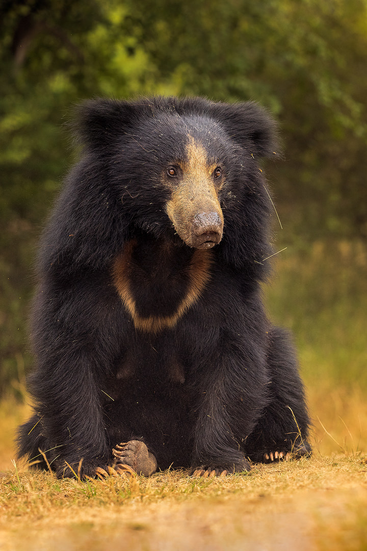 Sitting Sloth Bear. Adult female sloth bear sitting on a patch of bare earth in boulder strewn jungle scrub habitat. Karnataka, India.