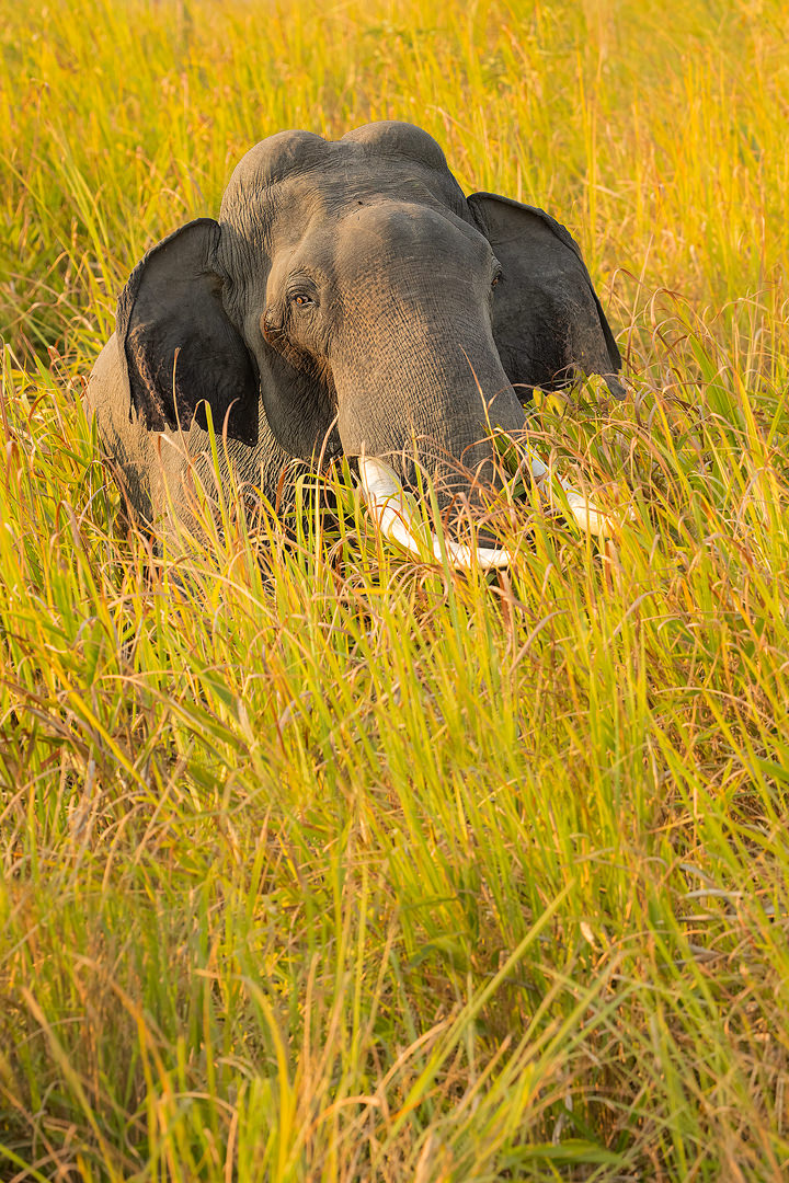 Elephant in elephant grass. A gigantic asian elephant tusker standing in elephant grass, Kaziranga National Park, Assam, India. Elephant grass can reach 3m tall and is so named because of its ability to hide an elephant. This huge bull however was just too big to hide!