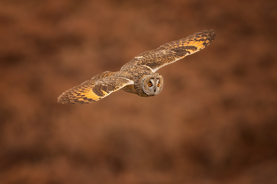 Long eared owl in flight. In flight photograph of an adult long-eared owl, showing distinctive piercing golden eyes. Derbyshire, Peak District National Park.