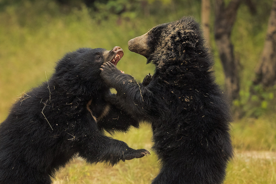 sloth bears fighting. Two sub adult sloth bear cubs play fighting against a vivid green forest backdrop in scrub jungle habitat. Karnataka, India.