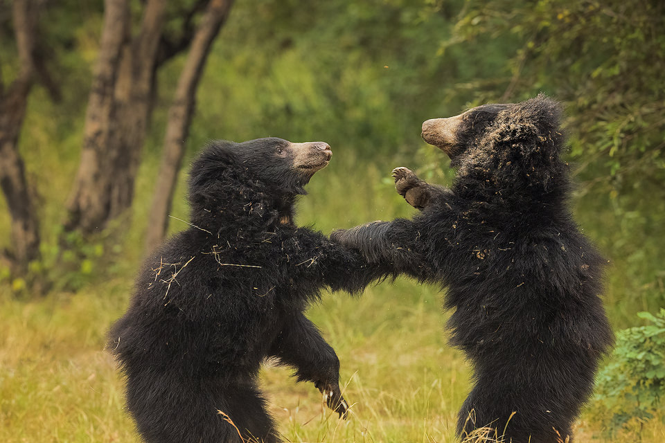 sloth bears fighting II. Two sub adult sloth bear cubs play fighting against a vivid green forest backdrop in scrub jungle habitat. Karnataka, India.