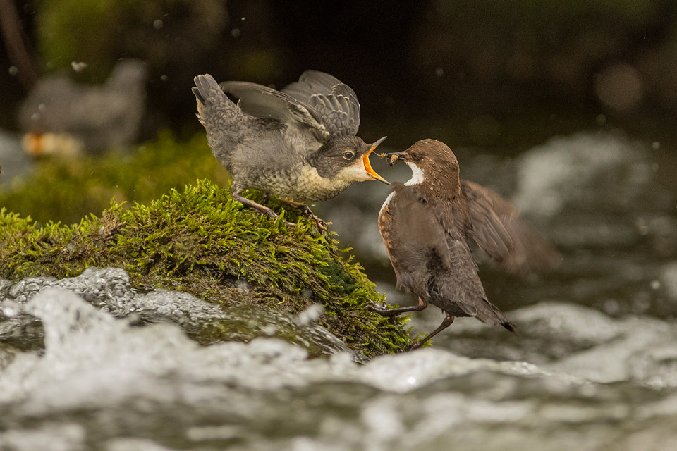Parent Feeding Juvenile Dipper. Adult white-throated dipper feeding young with insects collected along the river. If you look closely you can spot a second baby dipper out of focus behind . Derbyshire Dales, Peak District National Park.