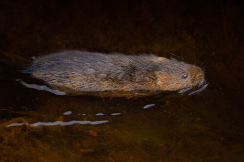 Swimming Water Vole. A Water Vole (Arvicola amphibius) swimming along a peaty upland stream. South Yorkshire, Peak District National Park. 