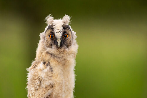 Long eared owl chick. Fluffy long-eared owl perched on a fencepost, showing distinctive piercing golden eyes. Derbyshire, Peak District National Park.