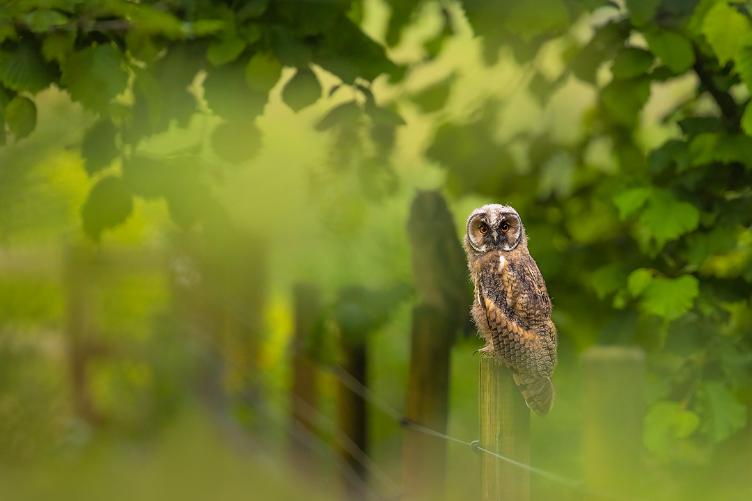 Young Long-eared owls. Two Fluffy long-eared owl chicks perched on a fencepost, showing distinctive piercing golden eyes. Derbyshire, Peak District National Park.
