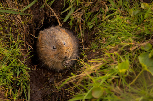 Water Vole in burrow. A Water Vole (Arvicola amphibius) feeding on grass shoots surrounding its burrow in an upland stream. South Yorkshire, Peak District National Park. 