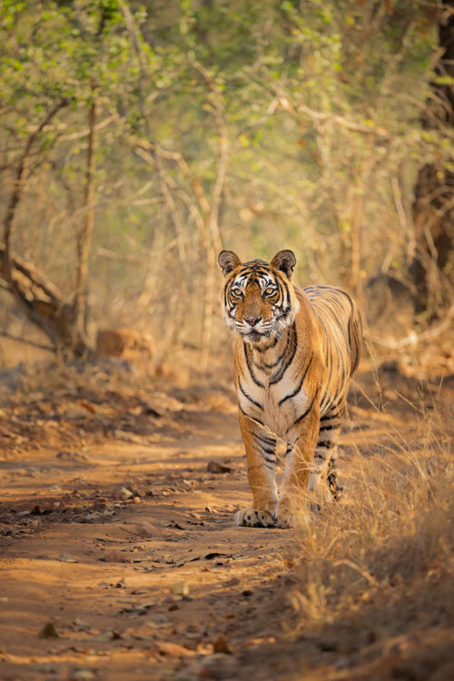 Ranthambore Tigress. A female Bengal tiger pauses to look at our jeep whilst walking down a dusty track. Ranthambore National Park, Rajasthan, India.