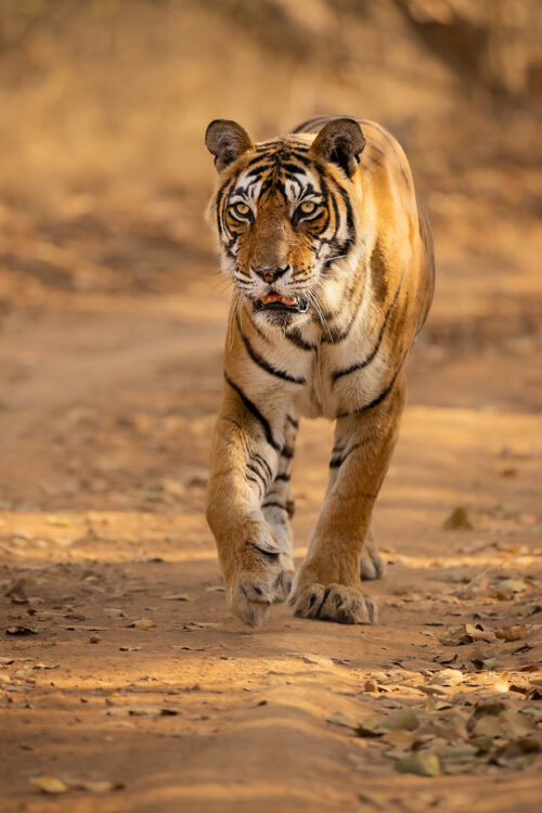 Ranthambore Tigress. A female Bengal tiger walks down the dusty track towards our jeep. Ranthambore National Park, Rajasthan, India.