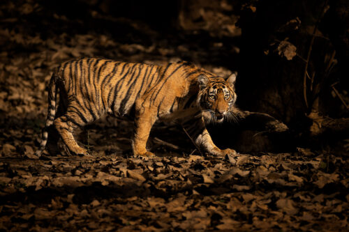 Sunlit tiger cub. Bengal tiger illuminated by a shaft of warm evening light. Ranthambore National Park, Rajasthan, India.