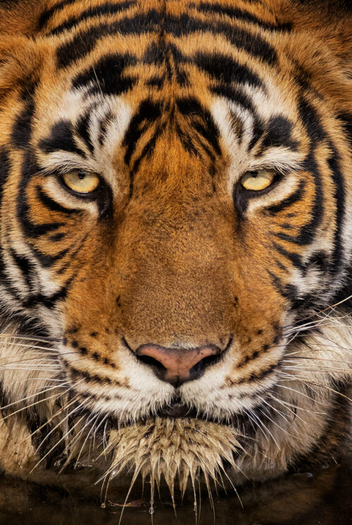 Ranthambore Tigress Portrait. Close up portrait of a female bengal tiger taken as she escaped the blistering heat in the river. Ranthambore National Park, Rajasthan, India.