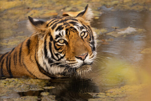 Bathing tigress, Ranthambore National Park. A beautiful female Bengal tiger cooling off in a river. Ranthambore National Park, Rajasthan, India.