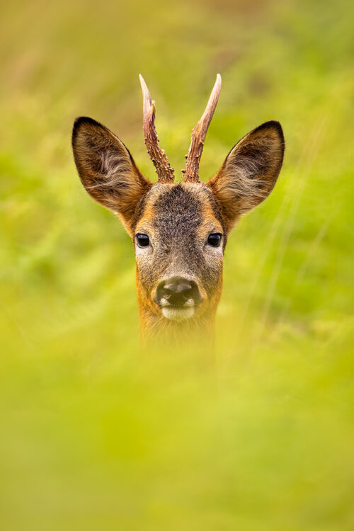 Roe Deer Stag Portrait. close up portrait of an impressive Roe deer stag in moorland edge habitat. Peak District National Park, UK. Although there's a large population of red deer in the Peak District, I rarely see roe, so it was a welcome surprise to spot this stag on the moorland fringe!