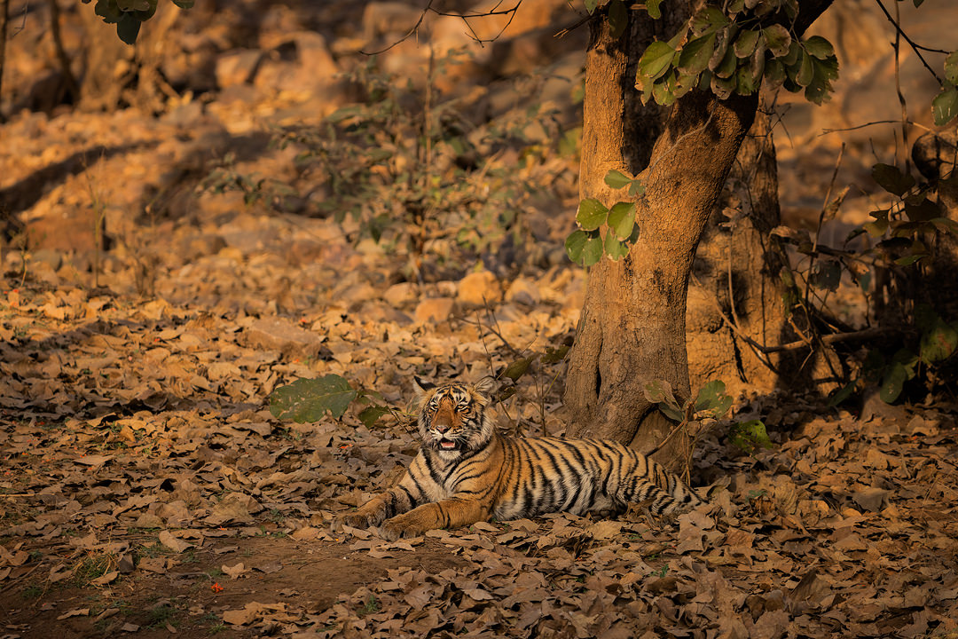 Resting tiger cub. A Bengal tiger cub resting under a tree in warm evening light. Ranthambore National Park, Rajasthan, India.