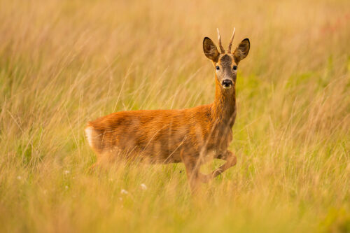 Roe deer stag poses with an uplifted front hoof in moorland edge habitat. Peak District National Park, UK.