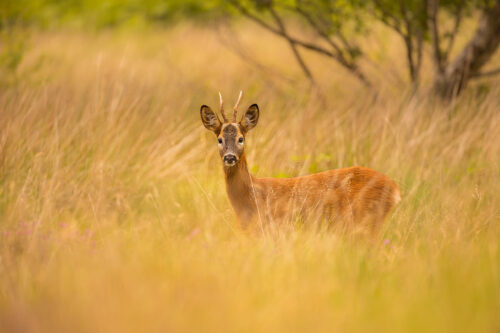 Roe deer stag in moorland edge habitat. Peak District National Park, UK.