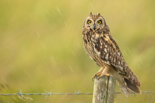 Summer Short-eared owl. Portrait of a short-eared owl perched on a fencepost in a summer rain shower on the Eastern Moors of the Peak District National Park.