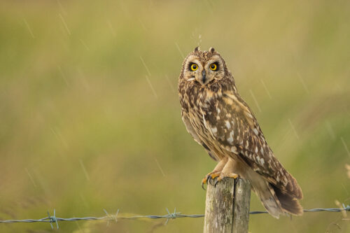 Short-eared Owl in rain. Portrait of a short-eared owl perched on a fencepost in a summer rain shower on the Eastern Moors of the Peak District National Park.
