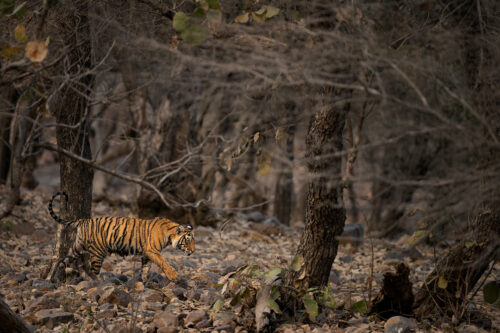 Dark forest Tiger cub. A colourful Bengal tiger cub stalks through the forest at dusk. Ranthambore National Park, Rajasthan, India.