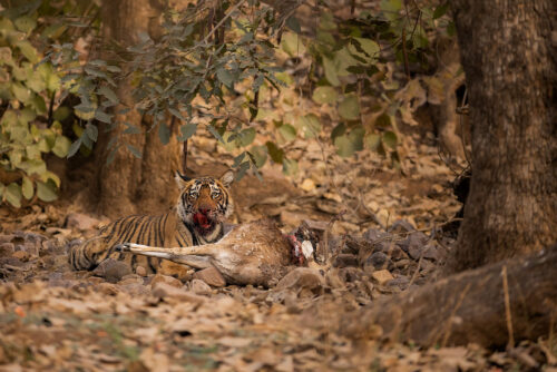 Tiger cub with kill. Bengal tiger cub feasting on a spotted deer stag carcass. Ranthambore National Park, Rajasthan, India.