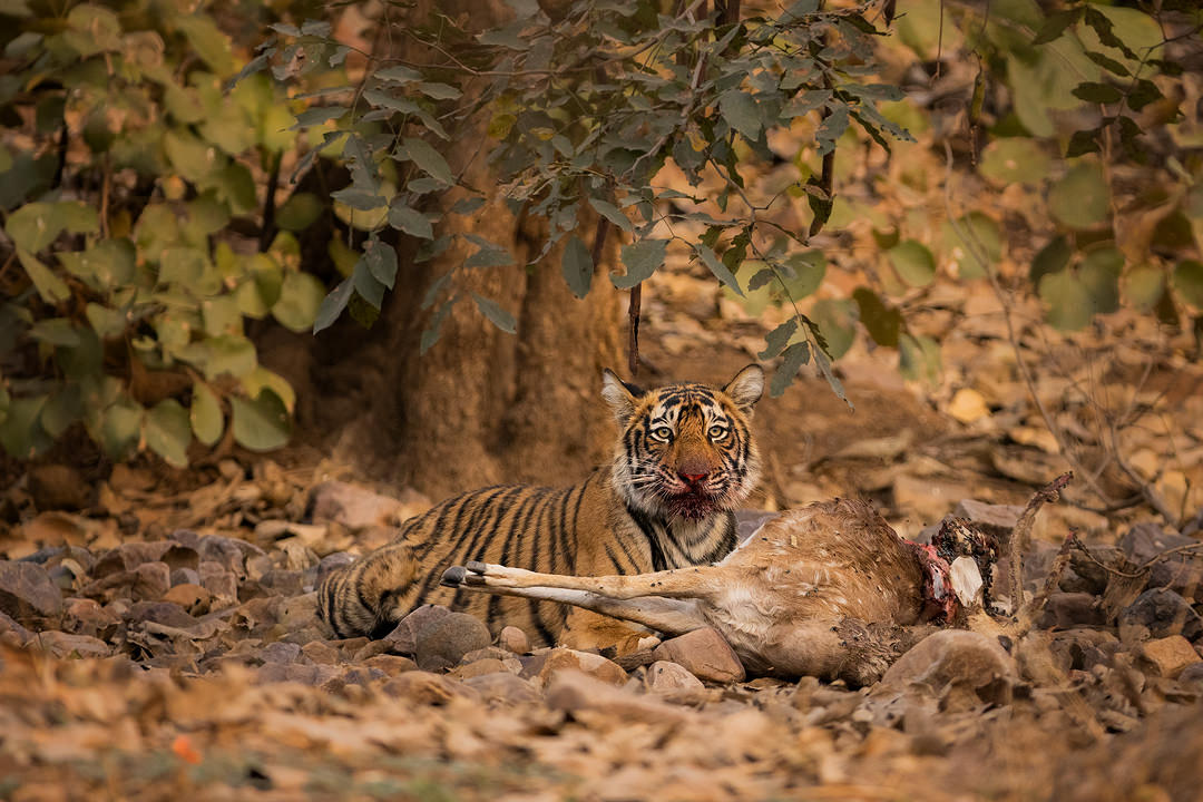 Tiger cub with kill II. Bengal tiger cub feasting on a spotted deer stag carcass. Ranthambore National Park, Rajasthan, India.